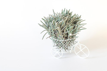 Miniature white Bicycle decorated with green lavender branches on a white background