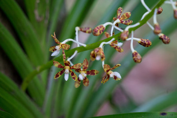Dipodium sp., eine Orchideenart. Fotografiert im Kinabalu Park, Sabah, Borneo