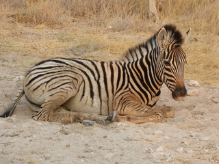 Fototapeta na wymiar Zebra lies next to street near Okaukuejo in Etosha Nationpark