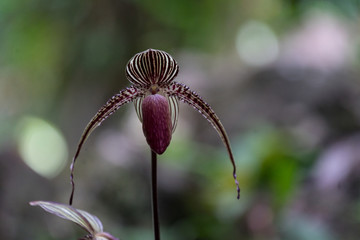 Die Gold von Kinabalu Orchidee oder Rothschilds Frauenschuh (Paphiopedilum rothschildianum). Fotografiert im Kinabalu Park, Sabah, Borneo