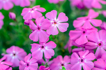 Creeping moss phlox subulata flowering small plant, beautiful flowers carpet of mountain phlox flowers in bloom, ground covering