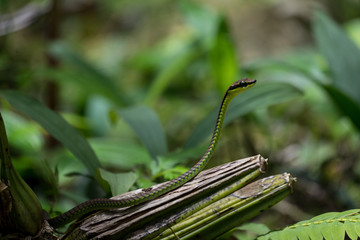 Beautiful bronzeback tree snake | Elegante Bronzenatter (Dendrelaphis formosus), Kinabalu Park,...