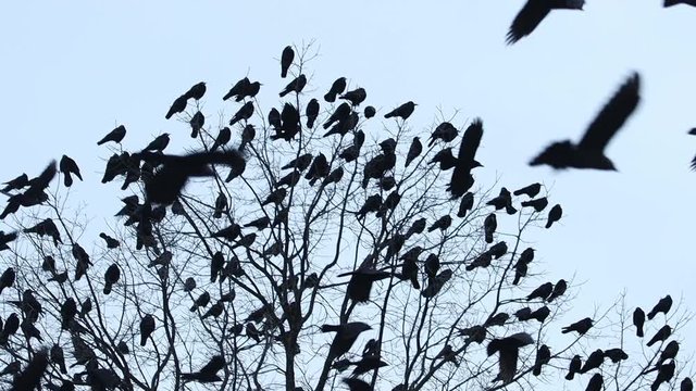 flock of black birds flies and sits on a slow motion tree