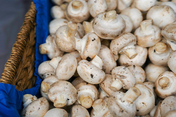 Mushrooms at the farmer's market