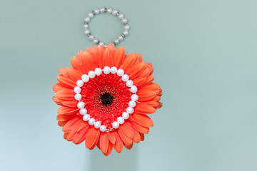 Beautiful bright orange gerbera flower. Concept for Women's Day