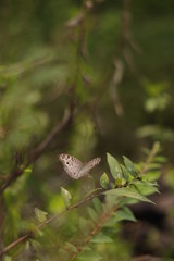 butterfly on a leaf