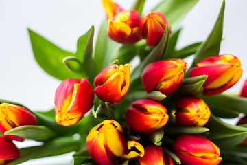 Beautiful tseti tulips and roses on a light background