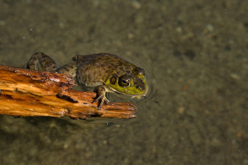 View of Sproat Lake provincial park during the summer season, frog in the lake, Vancouver Island, BC, Canada
