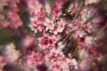 spring time blossoms