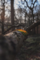 A patch of moss spores in winter in a english woodland scene 