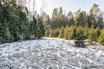 Winter forest and snow covered trees in it in a sunny day. White landscape in a cold day