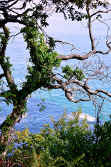 Trees on the beach of Sacido, in Viveiro, Lugo, Galicia. Spain. Europe. October 05, 2019