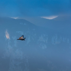 Fototapeta premium Griffon Vulture flying over the Cantabrian Sea, Liendo, Liendo Valley, Cantabrian Sea, Cantabria, Spain, Europe