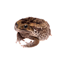 Cane or giant neotropical toad on white