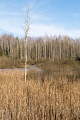 Trunk of dead birche on a forest marsh, overgrown with reeds and dense grass, in a beautiful sunny day under blue sky with white clouds