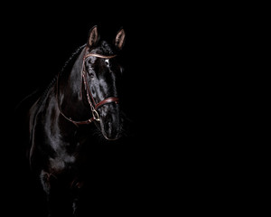 Black PRE (andalusian) horse portrait in brown classic leather bridle with reigns isolated on black...