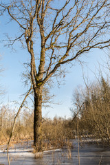 Spring landscape with trees and thawed on the river bank. Spring flood in the wild forest, with the trees reflecting in the water. Melting snow and ice on the swamp.