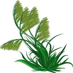 Fototapeta premium A sketch of a bush of green grass. Suitable for emblem, symbol, logo, advertisement, label, fabric pattern