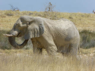 An African elephant covers itself with mud in Etosha Nationalpark, Namibia
