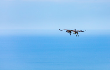 Griffon Vulture flying over the Cantabrian Sea, Liendo, Liendo Valley, Cantabrian Sea, Cantabria, Spain, Europe