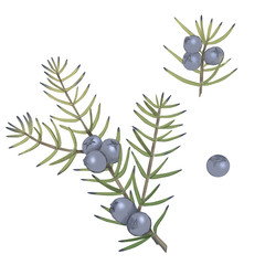 Hand drawn juniper with berries.