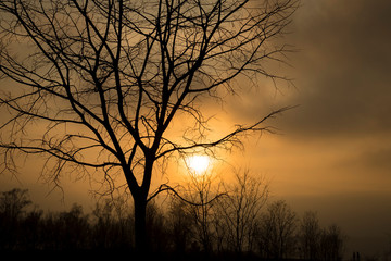 A tree without leaves at sunset with all its bare branches before a sky with fog and clouds