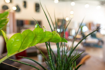 Macro of green indoor house plant leaves