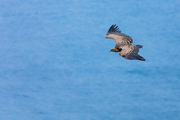 Griffon Vulture flying over the Cantabrian Sea, Liendo, Liendo Valley, Cantabrian Sea, Cantabria, Spain, Europe
