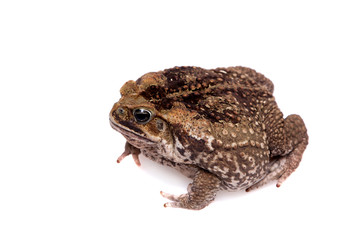 Cane or giant neotropical toad on white