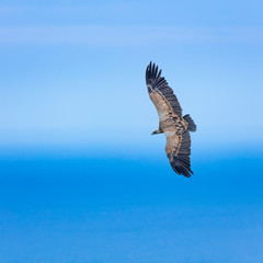 Griffon Vulture flying over the Cantabrian Sea, Liendo, Liendo Valley, Cantabrian Sea, Cantabria, Spain, Europe