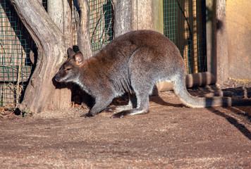 The antilopine kangaroo is a species of macropod found in northern Australia