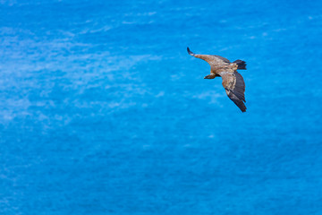 Griffon Vulture flying over the Cantabrian Sea, Liendo, Liendo Valley, Cantabrian Sea, Cantabria, Spain, Europe
