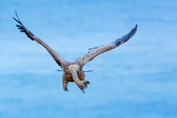 Griffon Vulture flying over the Cantabrian Sea, Liendo, Liendo Valley, Cantabrian Sea, Cantabria, Spain, Europe