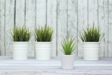 Home plant in pots on the background of wooden boards