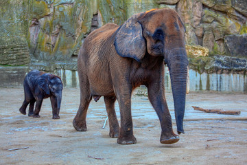 Fototapeta na wymiar mother elephant with a little baby 