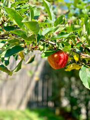 Apple on a tree branch