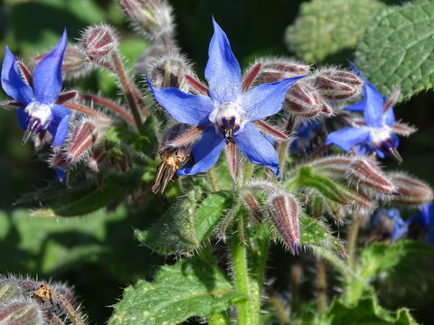 FLORES AZULES DE LA BORRAJA.