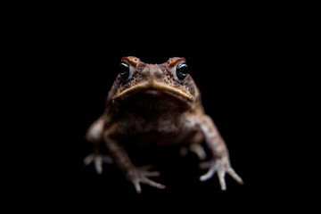 Cane or giant neotropical toad on black