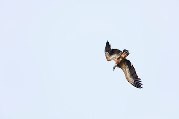 Griffon Vulture flying over the Cantabrian Sea, Liendo, Liendo Valley, Cantabrian Sea, Cantabria, Spain, Europe
