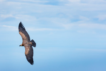 Obraz premium Griffon Vulture flying over the Cantabrian Sea, Liendo, Liendo Valley, Cantabrian Sea, Cantabria, Spain, Europe