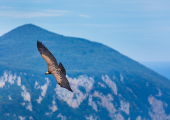 Griffon Vulture flying over the Cantabrian Sea, Liendo, Liendo Valley, Cantabrian Sea, Cantabria, Spain, Europe