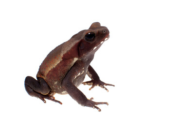 Amazing Smooth-sided toad isolated on white background