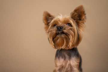 Yorkshire Terrier dog on a beige background