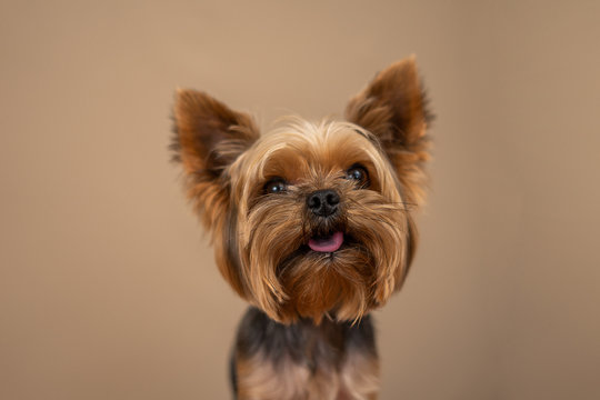 Yorkshire Terrier dog on a beige background