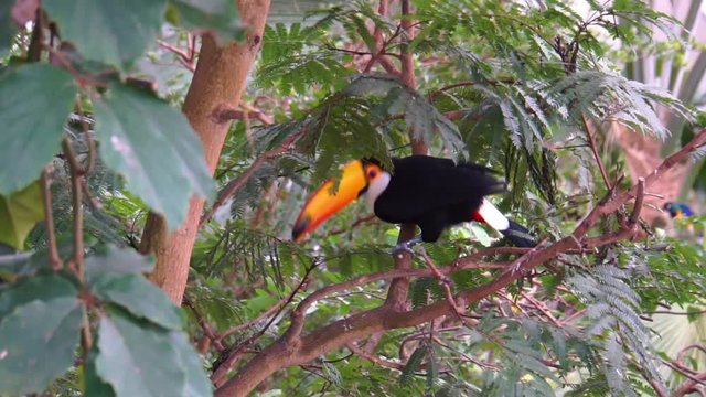 Toco toucan sitting in a tree looking around and flying away, tropical bird specie from America