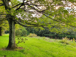 Green vegetation at the edge of the canal