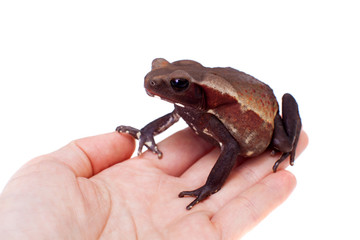 Amazing Smooth-sided toad isolated on white background
