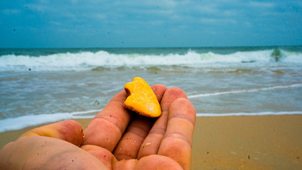 hand holding sea shell on the beach