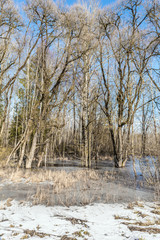 Spring landscape with trees and thawed on the river bank. Spring flood in the wild forest, with the trees reflecting in the water. Melting snow and ice on the swamp.