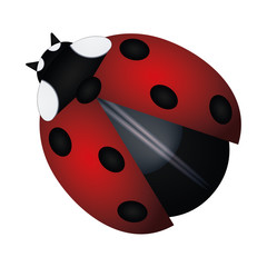 Isolated red ladybug image